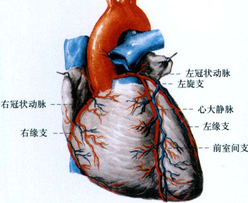 一、冠狀動(dòng)脈解剖